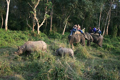 Jungle Safari Tour in Nepal