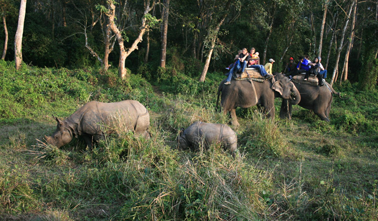 Jungle Safari in Chitwan