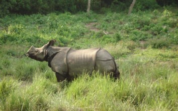 Chitwan Jungle Safari (1 Night / 2 Days)