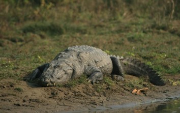 Chitwan Jungle Safari (1 Night / 2 Days)