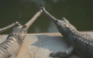 Chitwan Jungle Safari (3 Nights / 4 Days)
