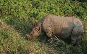 Chitwan Jungle Safari (3 Nights / 4 Days)