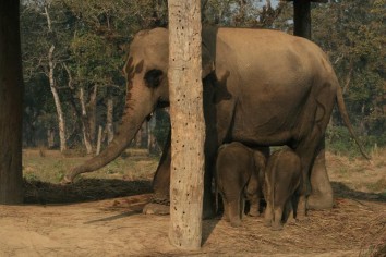 Chitwan Jungle Safari (3 Nights / 4 Days)