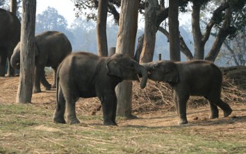 Chitwan Jungle Safari (3 Nights / 4 Days)