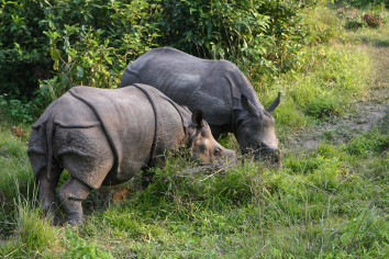 Rhino, Chitwan National Park