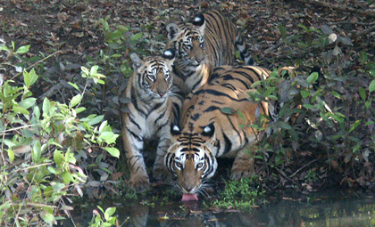 Bardia National Park