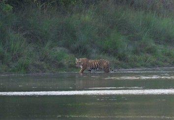 Bardiya Jungle Safari Tour (3 Days)