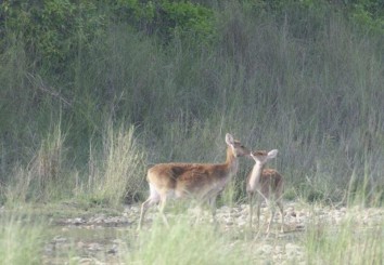 Bardiya Jungle Safari Tour (3 Days)