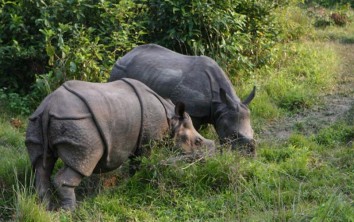 Chitwan Jungle Safari Package (2 Nights / 3 Days)
