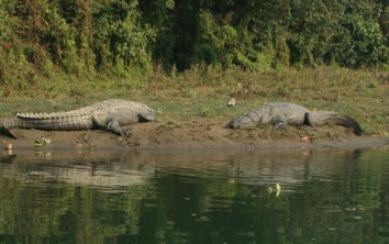 Chitwan Jungle Safari Package (2 Nights / 3 Days)