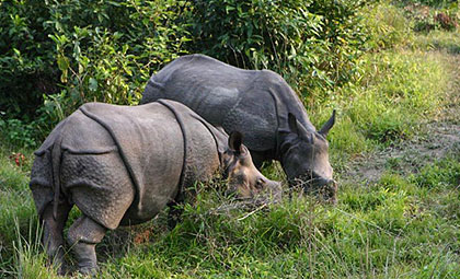 Kathmandu - Pokhara - Chitwan Tour