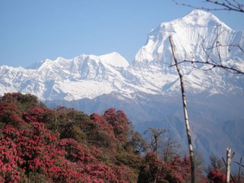 Ghandruk - Ghorepani Trek