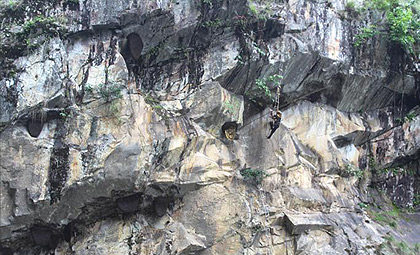 Honey Hunting in Gorkha (Nimrung Khola)