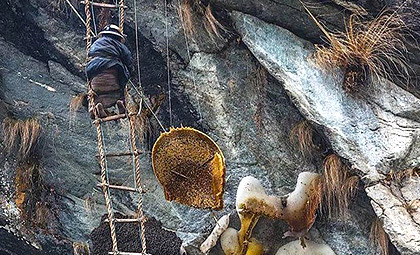 Honey Hunting Trip in Ludi