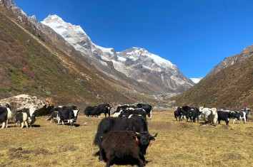 Kanchenjunga Base Camp Trek (22 days trek)