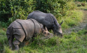 Kathmandu - Pokhara - Chitwan Tour