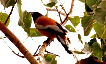Koshi Tappu Wildlife Tour