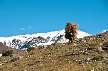 Markha Valley Trek Tour