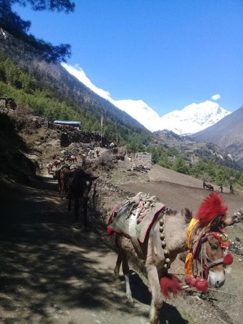 Manaslu Circuit Trek