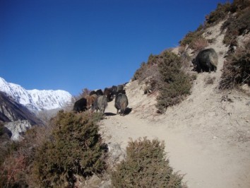 Nar Phu Valley - Tilicho Lake Trek with Kathmandu