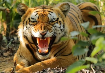 Nepal Wildlife and Culture Tour
