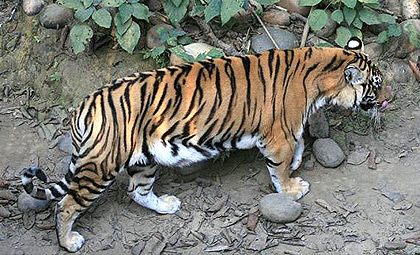 Parsa Wildlife Reserve Tour