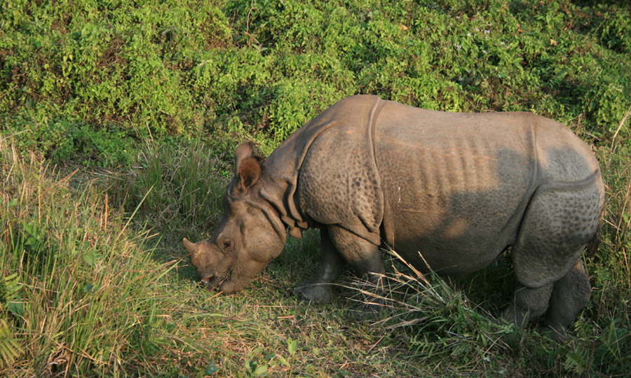 Kathmandu - Chitwan - Pokhara Spring Tour