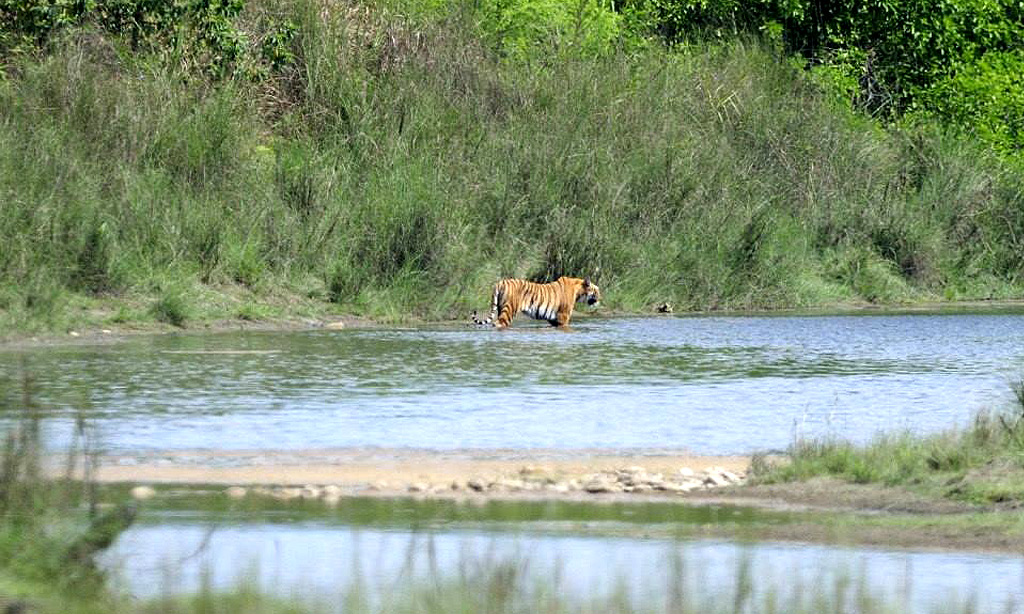 Bardiya Jungle Safari Tour (4 Days)