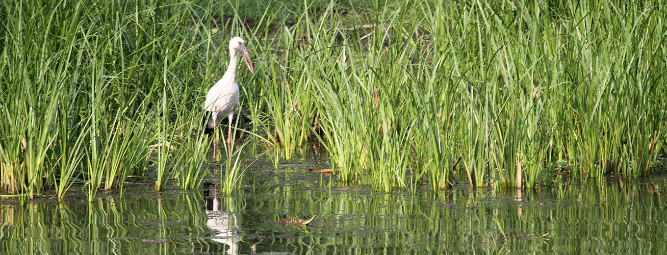 Bird Watching Tour in Nepal