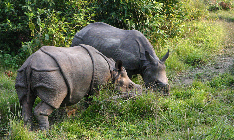 Chitwan Jungle Safari Package (2 Nights / 3 Days)