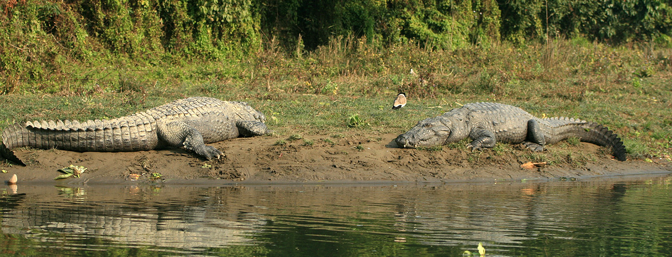 Chitwan National Park Tour