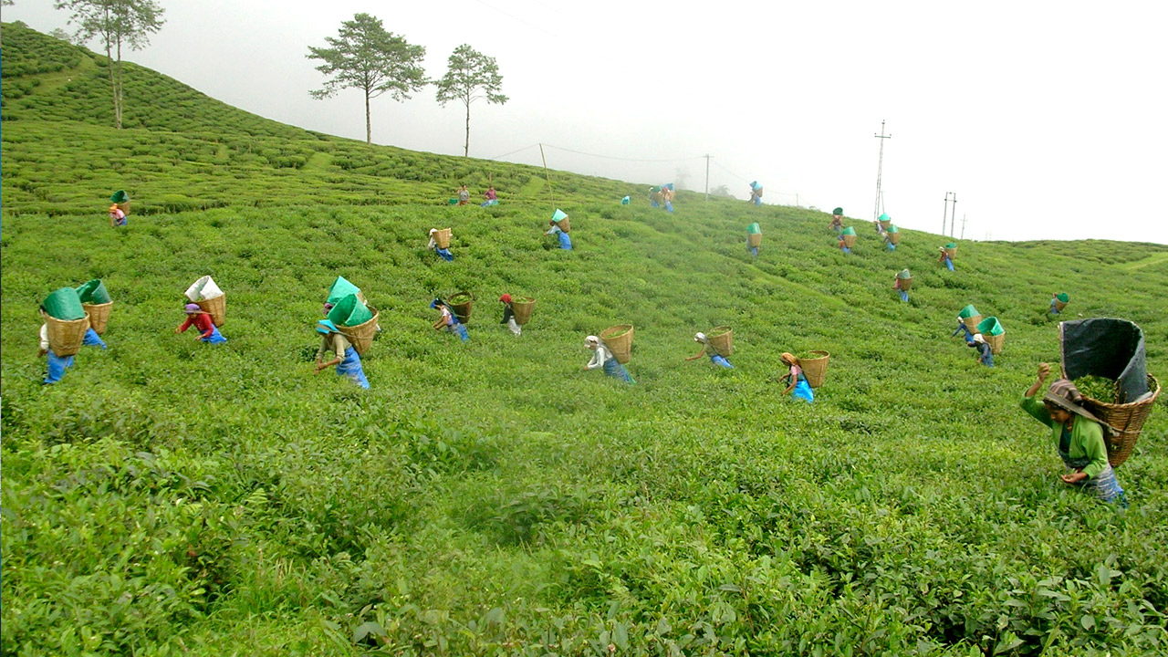 Sikkim Tour with Darjeeling