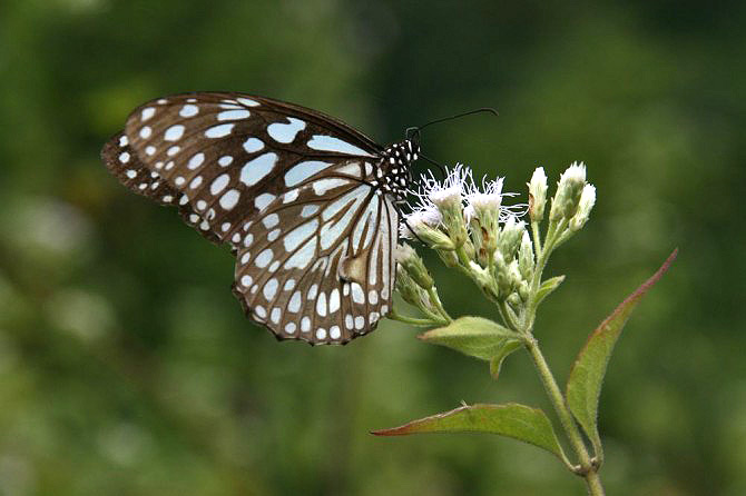 Eco Tour in Nepal