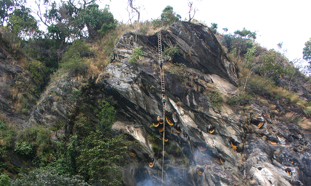 Honey Hunting in Ghanpokhara and Ghalegaun