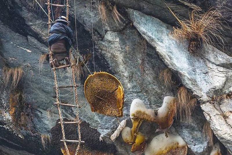 Honey Hunting Trip in Ludi