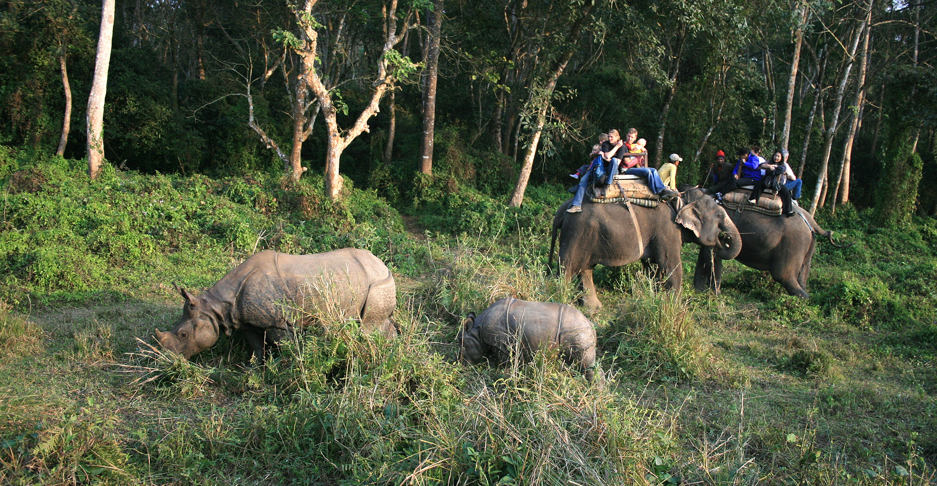 Jungle Safari Tour