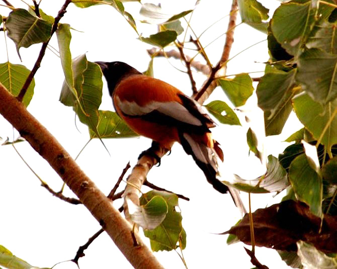 Koshi Tappu Wildlife Tour