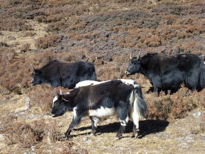 Langtang: Hidden Gem and the Ultimate Trekking Destination in Nepal