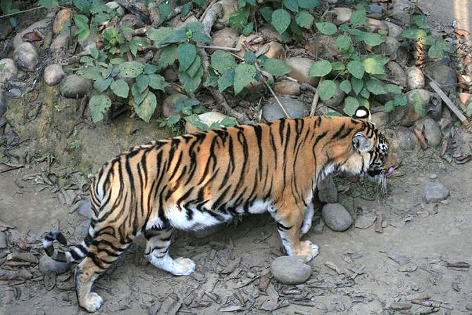 Parsa Wildlife Reserve Tour