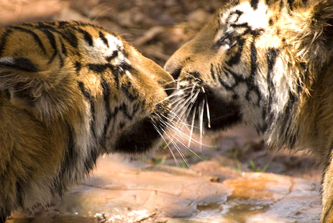 Suklaphanta Wildlife Reserve Tour