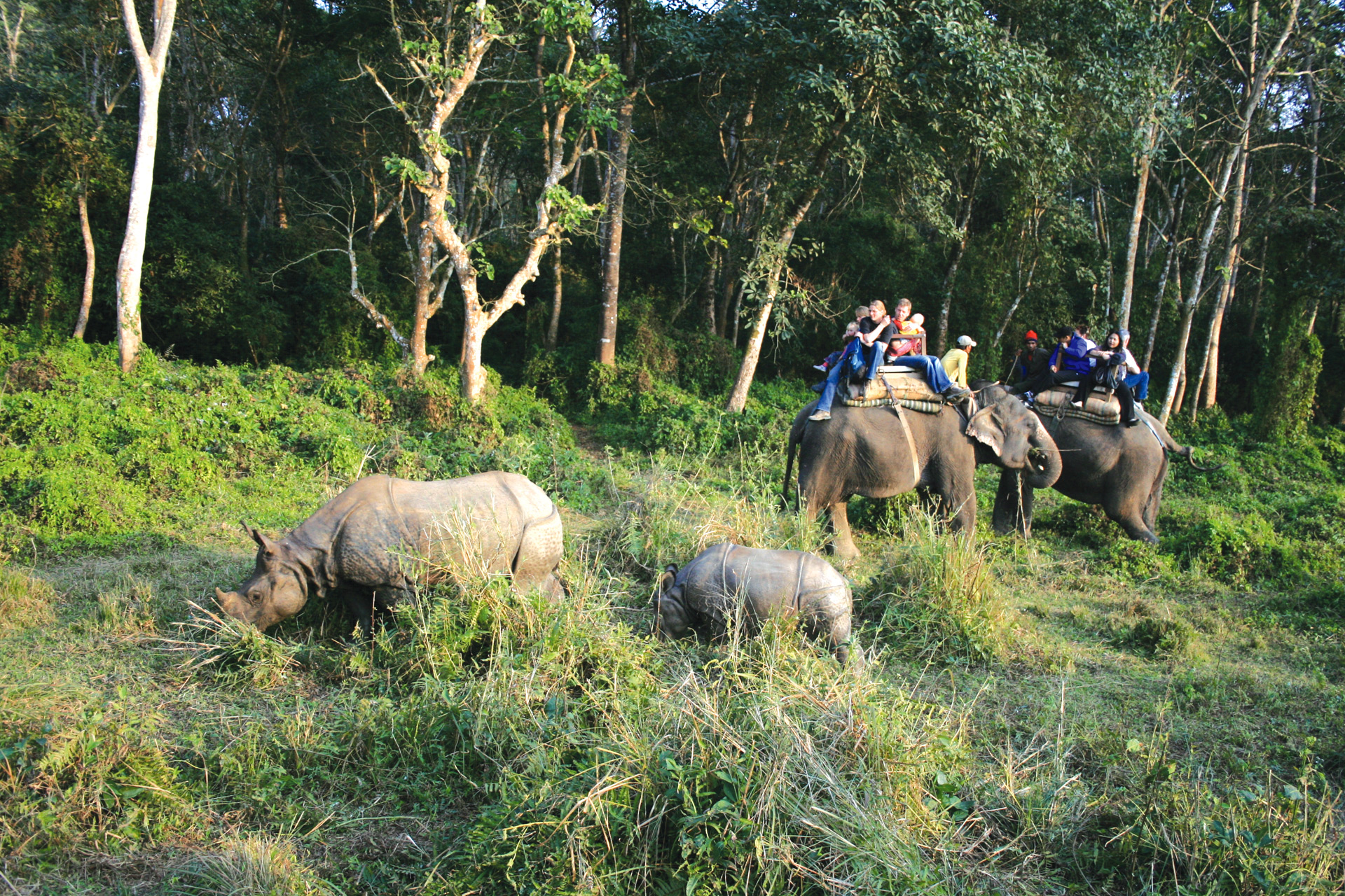 Nepal Wildlife and Culture Tour